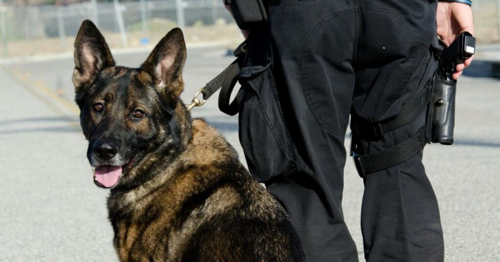 John Rice KC Challenges Vancouver Police Department in a Case of Unlawful K9 Deployment and Assault on Innocent Syrian Refugee